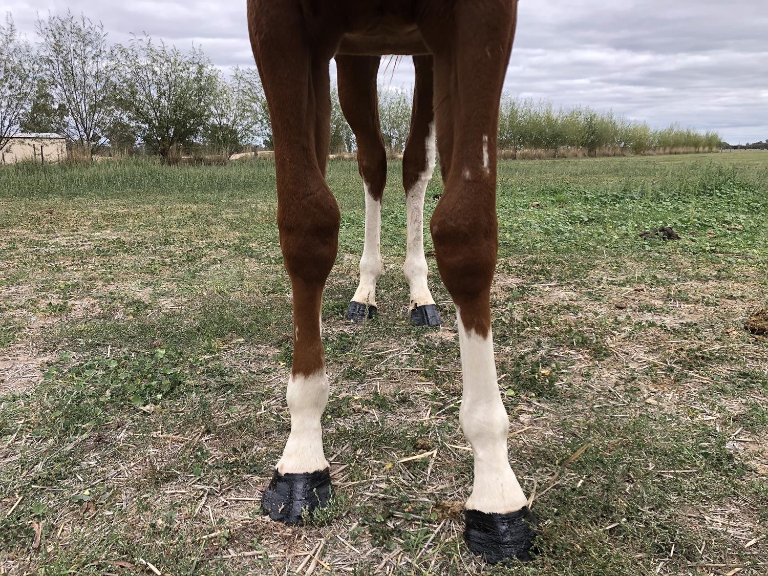 2021 APRIL (Late) Online Sale | Inglis Digital Online Auctions